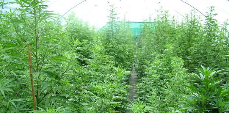Dos nuevos detenidos por la Guardia Civil por plantar marihuana