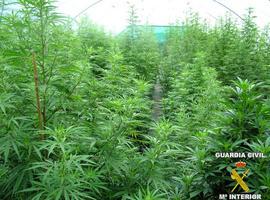 Dos nuevos detenidos por la Guardia Civil por plantar marihuana