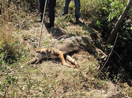 Seprona y Lobo Marley ponen contra las cuerdas al furtivismo en Asturias