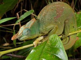 La lista de especies en peligro de extinción por la acción humana supera las 22.000