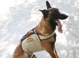 Chalecos refrigerantes contra #golpes de #calor en #perros #policía