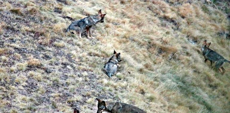 #Equo denuncia grave dejación de funciones del Principado en la #gestión del #lobo