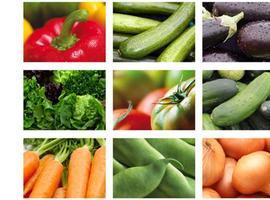 Los agricultores navarros comienzan a cobrar este miércoles las indemnizaciones por la crisis del pepino 