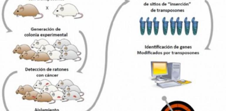 Nuevos genes identificados en Asturias facilitarán el diagnóstico del cáncer de pancreas