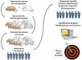 Nuevos genes identificados en Asturias facilitarán el diagnóstico del cáncer de pancreas