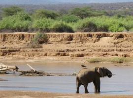 Alertan de que la #masacre de #elefantes en #África está fuera de control