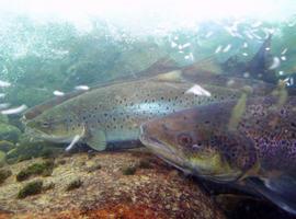 Las mismas cañas pero cada vez menos salmones en los ríos 