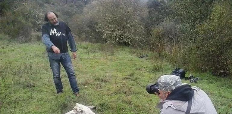 LoboMarley y Seprona ponen fin a la mayor trama de furtivismo del Norte de España