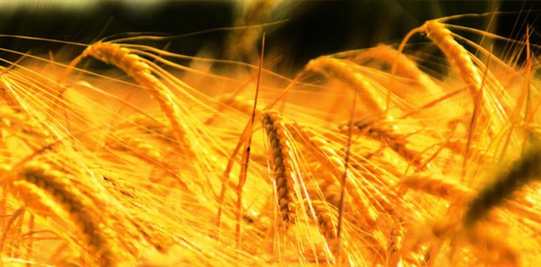 El calentamiento global actúa contra la producción mundial de trigo