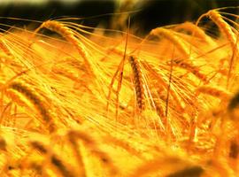 El calentamiento global actúa contra la producción mundial de trigo