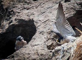 Detectan nuevos contaminantes en huevos de halcón peregrino