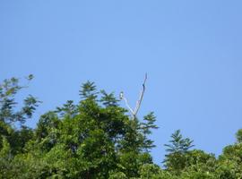 Avistan águila arpía en la Selva Lacandona 