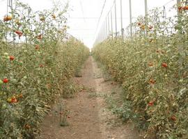 Murcia mantrendrá la investigación sobre problemas fitosanitarios del cultivo del tomate