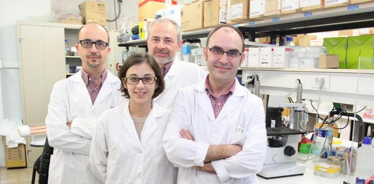 Rh0E: Una proteína clave en la diferenciación de las células madre neuronales del cerebro adulto