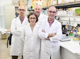 Rh0E: Una proteína clave en la diferenciación de las células madre neuronales del cerebro adulto
