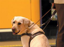 Los #perros #guía de #discapacitados entrarán en transportes, comercios u hospitales de Madrid