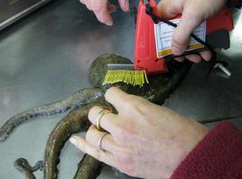 #Pesca: Tras los secretos del pulpo asturiano