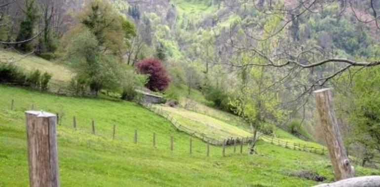 Jornada de poda y cuidados de invierno en los manzanos de sidra en Villaviciosa