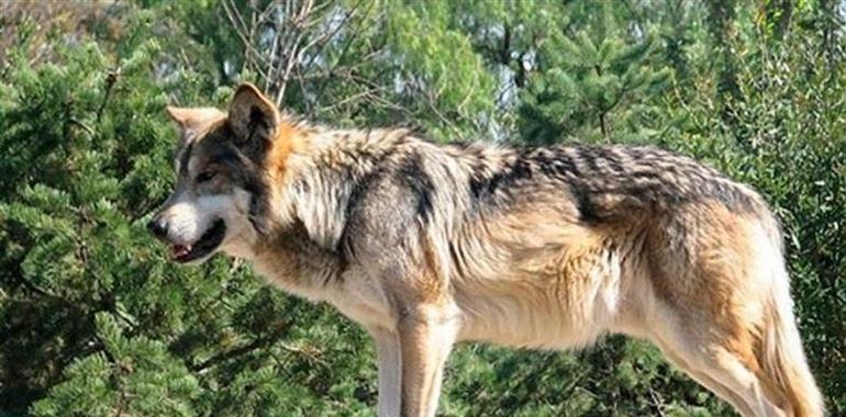 Denuncian a la Federación de Caza de Castilla y León por promocionar el uso de cebos para cazar lobos