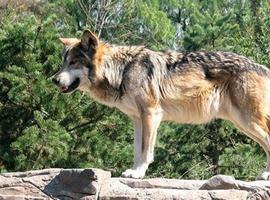 Denuncian a la Federación de Caza de Castilla y León por promocionar el uso de cebos para cazar lobos