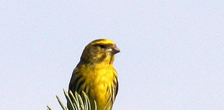 Los pájaros urbanos dedican más tiempo a cantar para compensar el ruido 