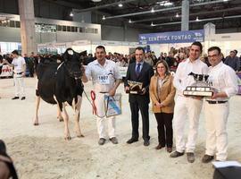 Una frisona asturiana muy Koketa triunfa en el Open Internacional de Lugo