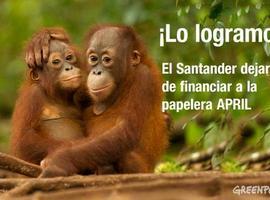 #Greenpeace. El banco Santander no financiará la destrucción de los bosques de Indonesia