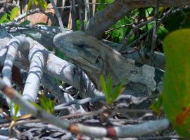 Semarnat lanzará el Plan de Manejo de la Iguana Verde 