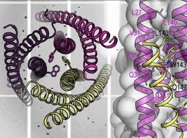 #glipoproteínagp41.Estudio demuestra eficacia de proteína para inhibir el virus del #VIH-1