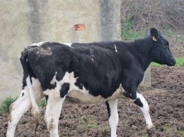 El 39% de los ganaderos asturianos superarán la última cuota láctea en Asturias