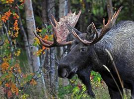 Alaska, la naturaleza más salvaje