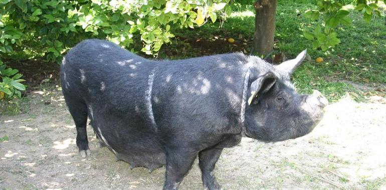 Murcia impulsa la recuperación del Chato Murciano, la Vaca Murciana Levantina y la Gallina Murciana