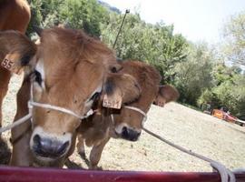 El certamen ganadero en El Florán reunirá a 389 reses