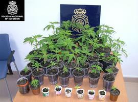 Detenido un vecino de Siero que cultivaba en su casa 37 plantas de marihuana