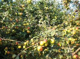 200.000 euros en subvenciones para plantaciones de pomales de sidra