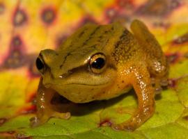 Las montañas acentúan la diversidad entre los anfibios tropicales