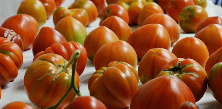 TRADITOM para poner en valor variedades tradicionales de tomate