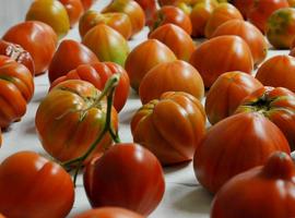 TRADITOM para poner en valor variedades tradicionales de tomate