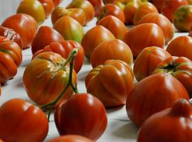 TRADITOM para poner en valor variedades tradicionales de tomate