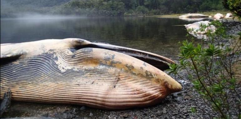 Varamiento masivo y muerte de ballenas en el Golfo de Penas 