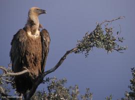 El área protegida de las Hoces del Riaza registra 165 pollos de buitre leonado, 13 más que en 2010