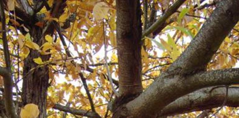 UPyD se compromete a impulsar reformas y políticas decididas en materia forestal