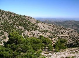 Restauran hábitat degradado de la Sierra de Revolcadores