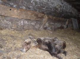 La osa hallada en Belmonte murió por una metástasis