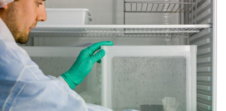 Fármaco testado en España mata al parásito de la malaria por menos de un euro