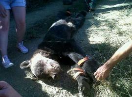 Hoy comienza el juicio contra el guarda y el cazador acusados de cazar un oso pardo en Cangas del Narcea