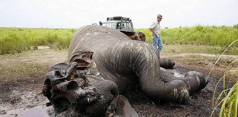 Los conflictos armados, asesinos de especies