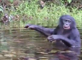 Los bonobos emiten sonidos parecidos a los de los bebés humanos