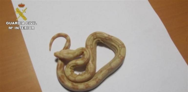 Desarticulada una banda dedicada a la comercialización irregular danimales exóticos