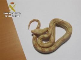 Desarticulada una banda dedicada a la comercialización irregular danimales exóticos